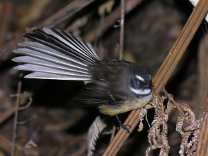 fantail